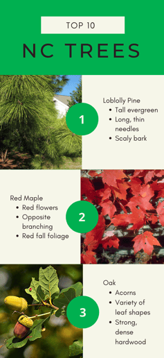 loblolly pine, red maple, and oak trees are all common in NC