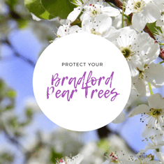 white bradford pear tree flowers