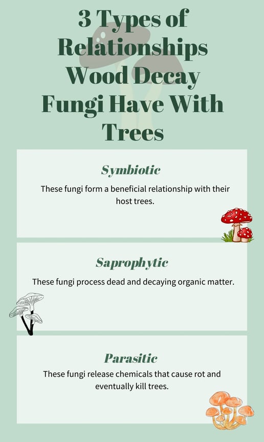 3 categories of tree fungi