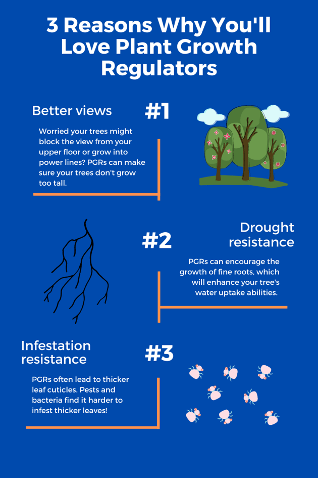 3 reasons why you'll love plant growth regulators for your trees in Charlotte, NC