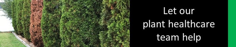 brown arborvitae among green arborvitaes 