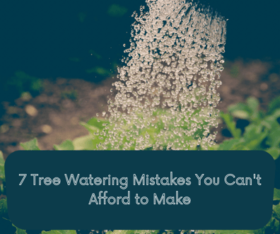 water falling on green plants from a watering can