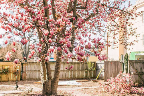 a flowering tree