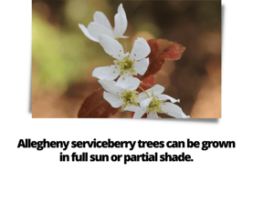 Allegheny serviceberry trees can be grown in full sun or partial shade