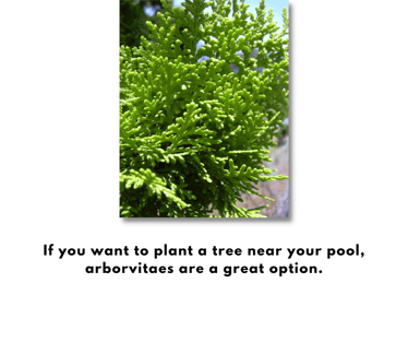if you want to plant a tree near a pool, arborvitaes are a great option