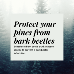 Bark beetle protection 1