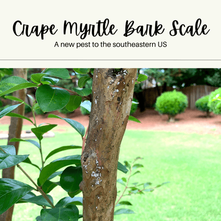 Crape myrtle bark scales are a new pest in the southeastern U.S.