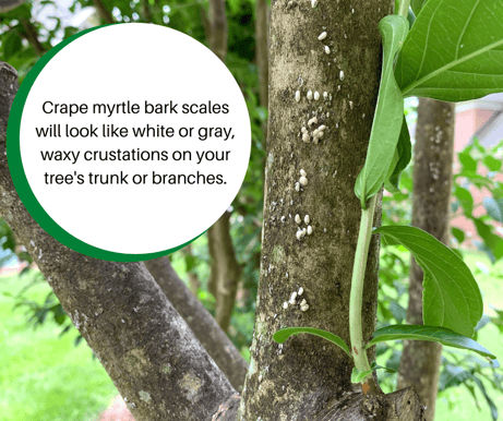 Crape myrtle bark scale in Charlotte, NC