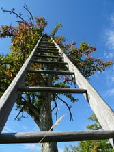 a ladder leaning against a tree