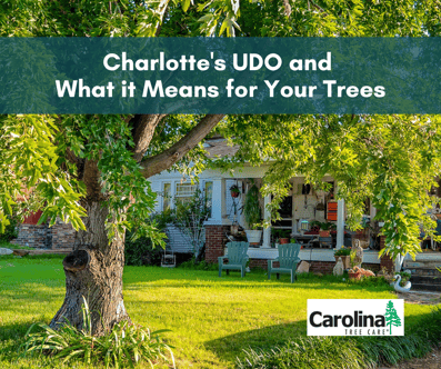 Charlottes UDO and What it Means for Your Trees