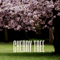 Cherry Tree