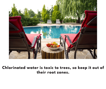 Chlorinated water is toxic to trees, so keep it out of their root zones