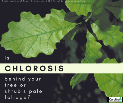 is chlorosis behind your tree or shrub's pale foliage?