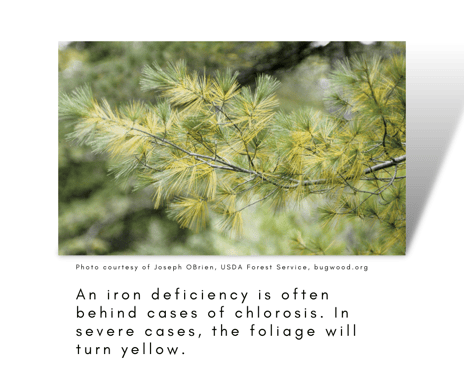 An iron deficiency is often behind cases of chlorosis