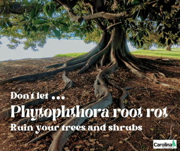don't let phytophthora root rot ruin your trees and shrubs