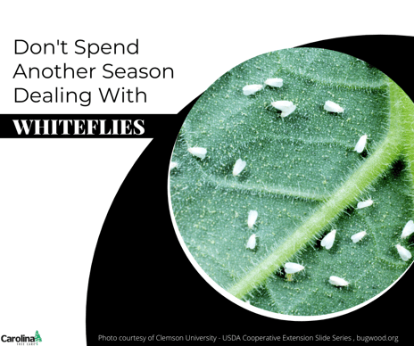 Don't spend another season dealing with whiteflies in Charlotte, NC