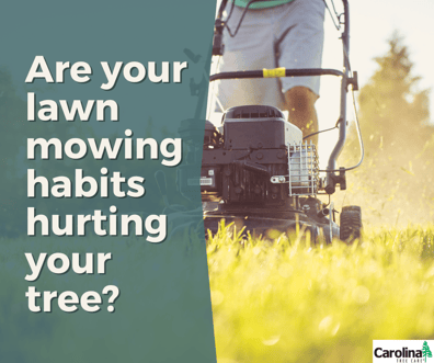 Are your lawn mowing habits hurting your tree?