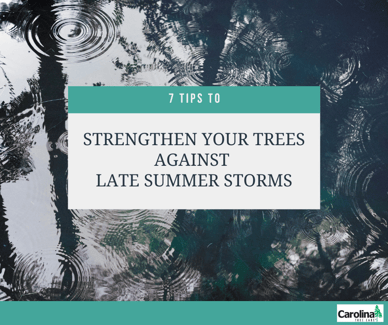 7 tips to strengthen your trees against late summer storms
