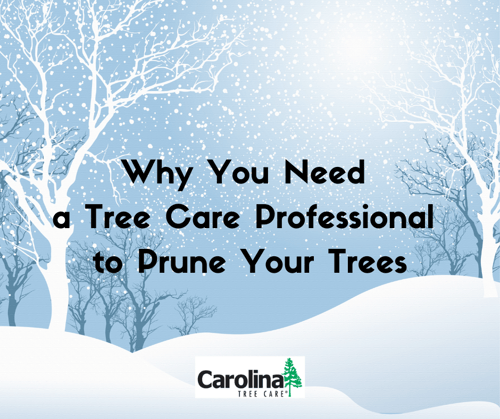Why you need a professional to prune your trees in Charlotte, NC