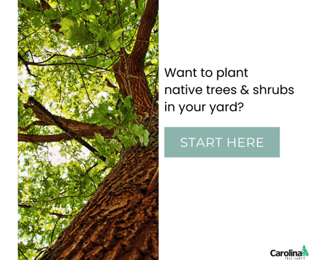 Plant native trees in your yard in Charlotte, NC