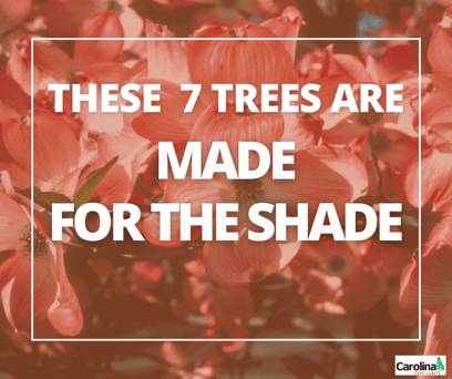 these 7 trees are made for the shade