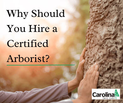 Why should you hire a certified arborist