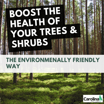 boost the health of your trees the environmentally friendly way