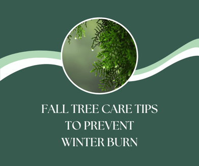 Fall and Winter Tree Care
