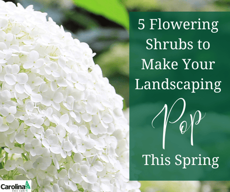 5 flowering shrubs to make your landscaping pop this spring in Charlotte, NC