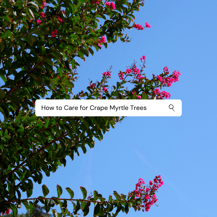 Crape Mrytle Trees 