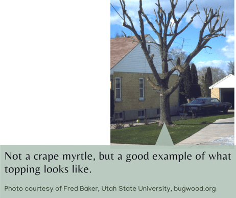 Example of improper crape myrtle pruning