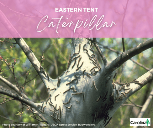 Eastern Tent Caterpillar 1