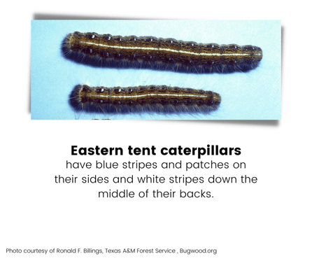 Eastern Tent Caterpillar 2