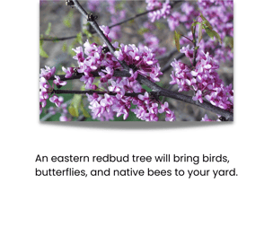 Eastern redbuds attract birds, butterflies, and native bees