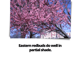 Eastern redbud do well in partial shade