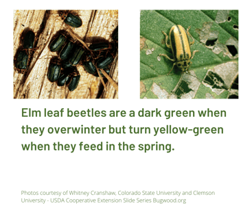 Elm leaf beetles are dark green in the winter and yellow-green in spring