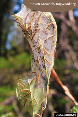 Fall webworm