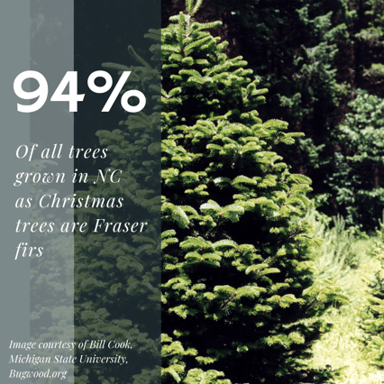 94% of all trees grown in NC as Christmas trees are Fraser firs