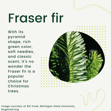 Fraser firs are a popular choice for Christmas trees