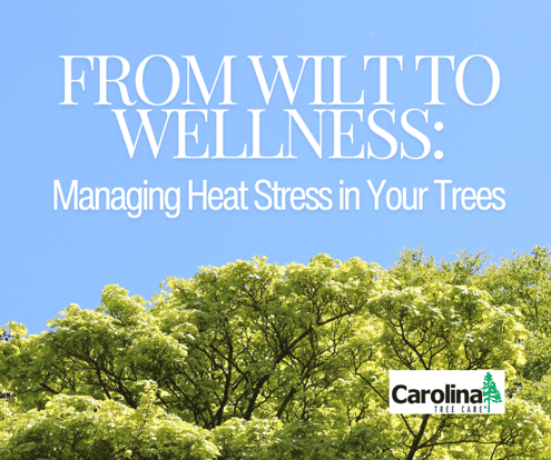 Managing heat stress in your trees