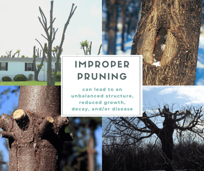Improper pruning can lead to an unhealthy, unbalanced tree