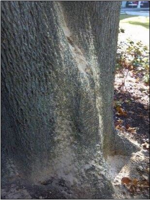 Sap Oozing from Ambrosia Beetle Fungal Garden on Tree in North Carolina