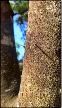 Ambrosia Beetle Leaving Toothpick Like Strands on Stressed Tree 
