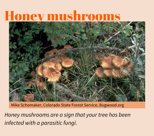 Honey mushrooms_cropped
