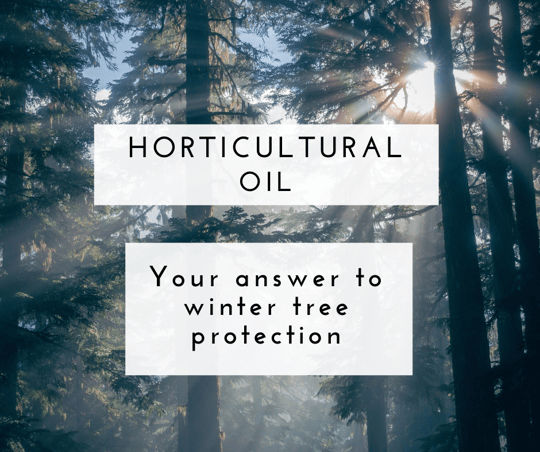 Schedule a horticultural oil treatment to protect your trees this winter