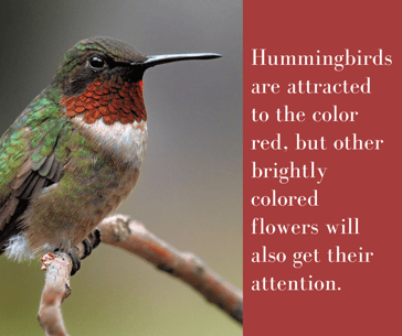 Plant red flowers to attract hummingbirds to your Charlotte, NC yard