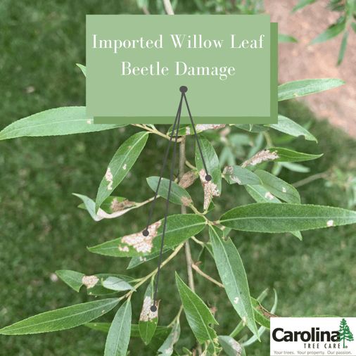 Imported Willow Leaf Beetle Damage