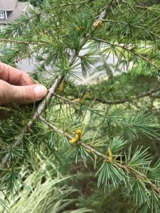 pine sawfly, tree disease, plant health care