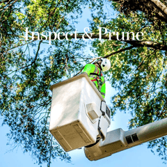 man inspecting and pruning a tree