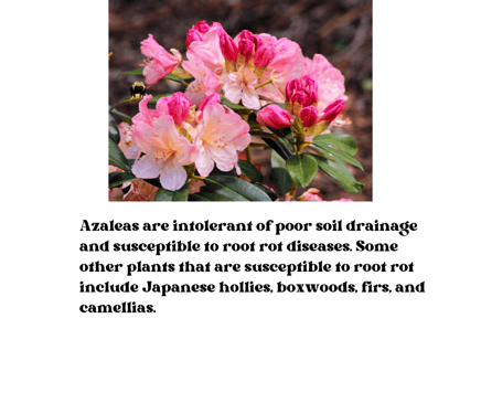 azaleas are susceptible to root rot